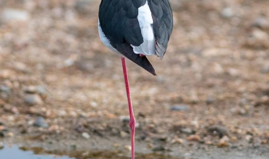 7 Conseils Intelligents & Remarquables pour Acheter une Maison au Kenya et Transférer de l’Argent en Toute Sécurité