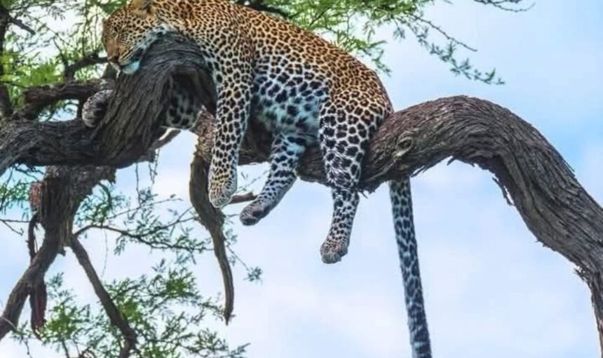 Safari photo au Kenya : Itinéraire de 10 jours avec séjours en hôtels de luxe