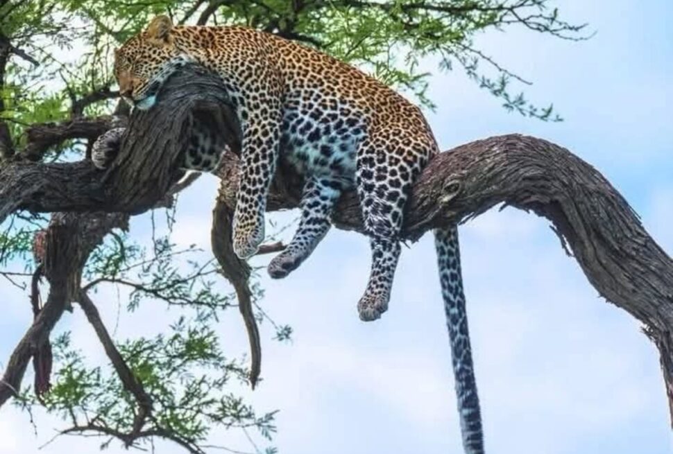 Safari photo au Kenya : Itinéraire de 10 jours avec séjours en hôtels de luxe