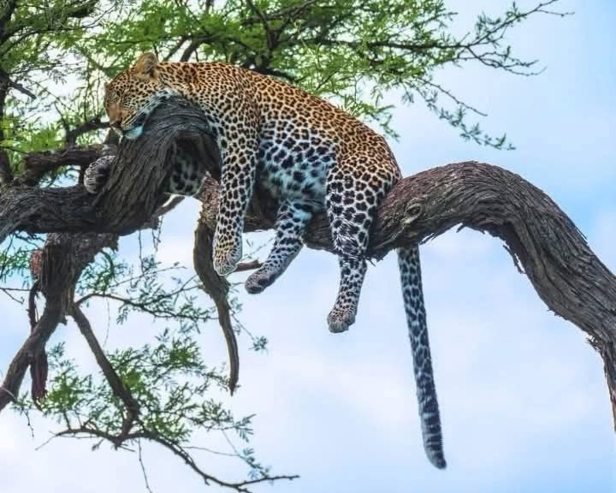 Safari photo au Kenya : Itinéraire de 10 jours avec séjours en hôtels de luxe