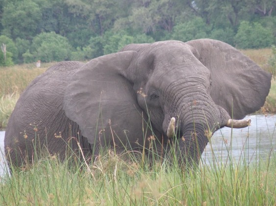 Parc national Amboseli : Les lodges et hôtels de luxe pour admirer le Kilimandjaro