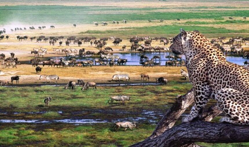 10 Jours au Kenya : Itinéraire de rêve entre safaris et hôtels de luxe
