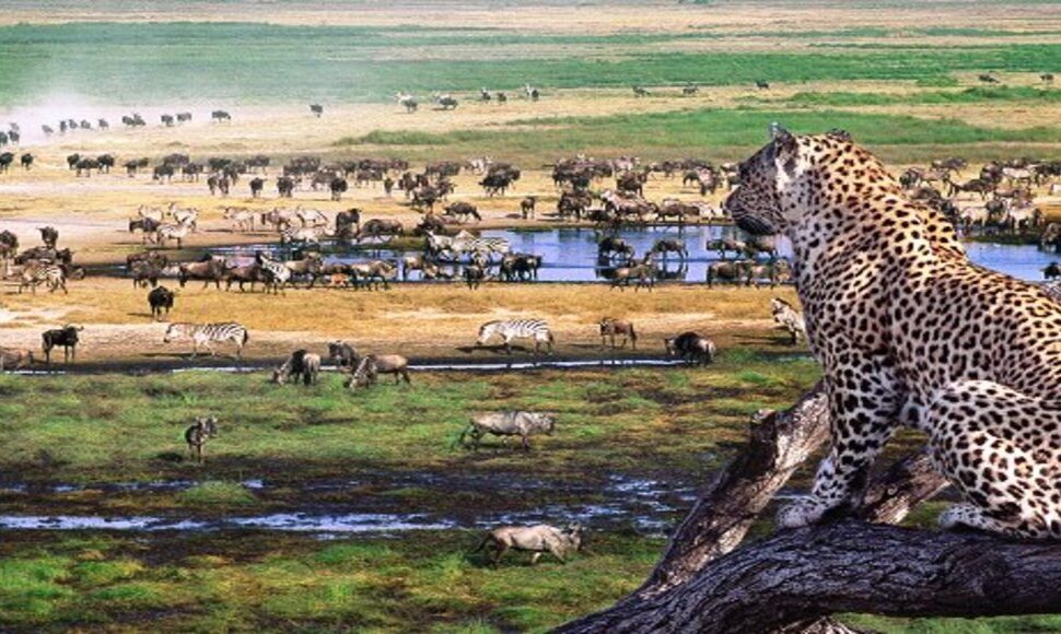 10 Jours au Kenya : Itinéraire de rêve entre safaris et hôtels de luxe