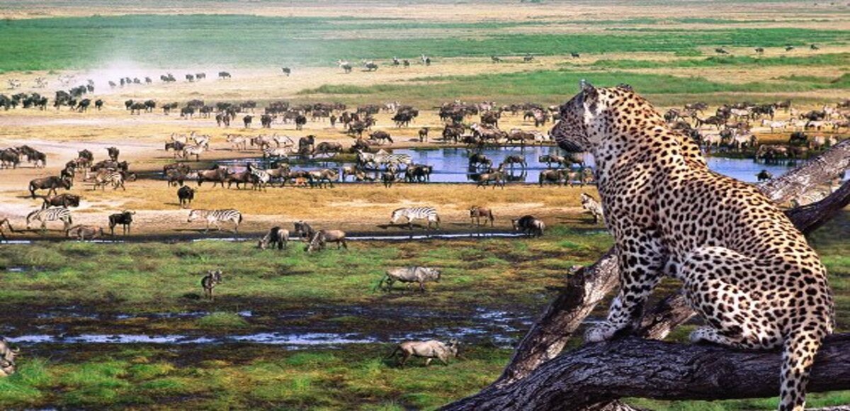 10 Jours au Kenya : Itinéraire de rêve entre safaris et hôtels de luxe