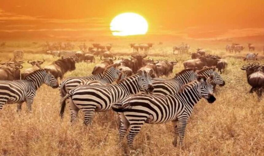 Safaris Célèbres sur TikTok au Kenya : 5 Destinations Virales à Explorer en 2026