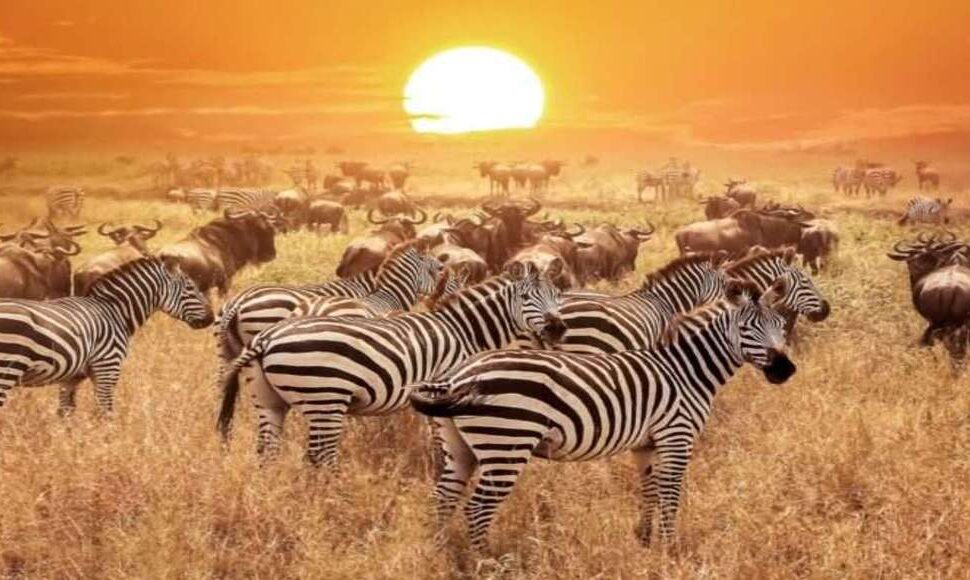 Safaris Célèbres sur TikTok au Kenya : 5 Destinations Virales à Explorer en 2026