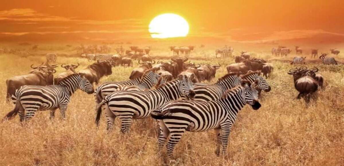 Safaris Célèbres sur TikTok au Kenya : 5 Destinations Virales à Explorer en 2026