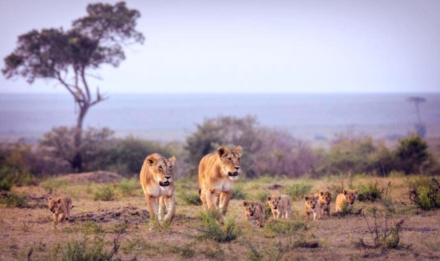 Oubliez de courir. Ralentissez, savourez chaque instant et découvrez la côte kenyane comme un local 🌄