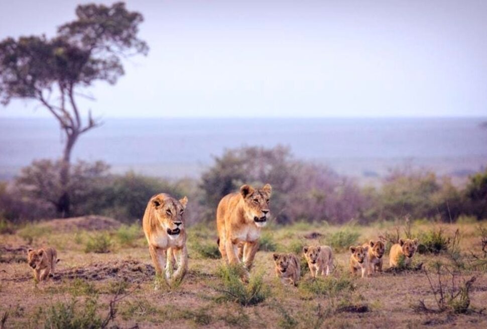 Oubliez de courir. Ralentissez, savourez chaque instant et découvrez la côte kenyane comme un local 🌄