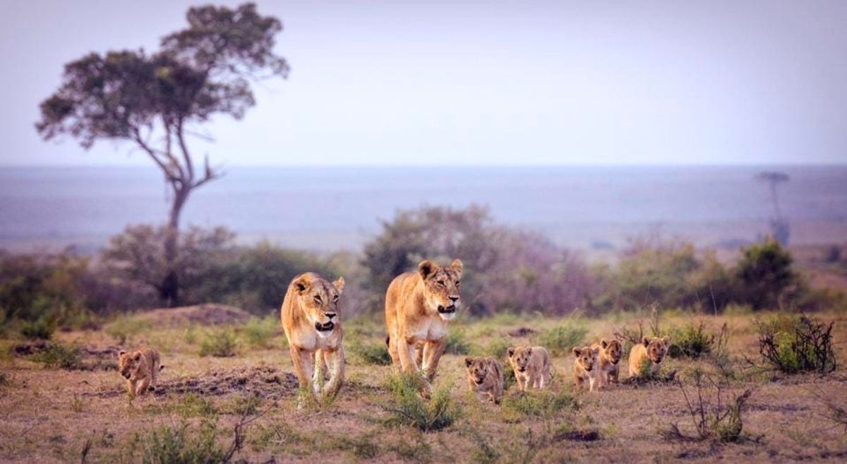 Oubliez de courir. Ralentissez, savourez chaque instant et découvrez la côte kenyane comme un local 🌄