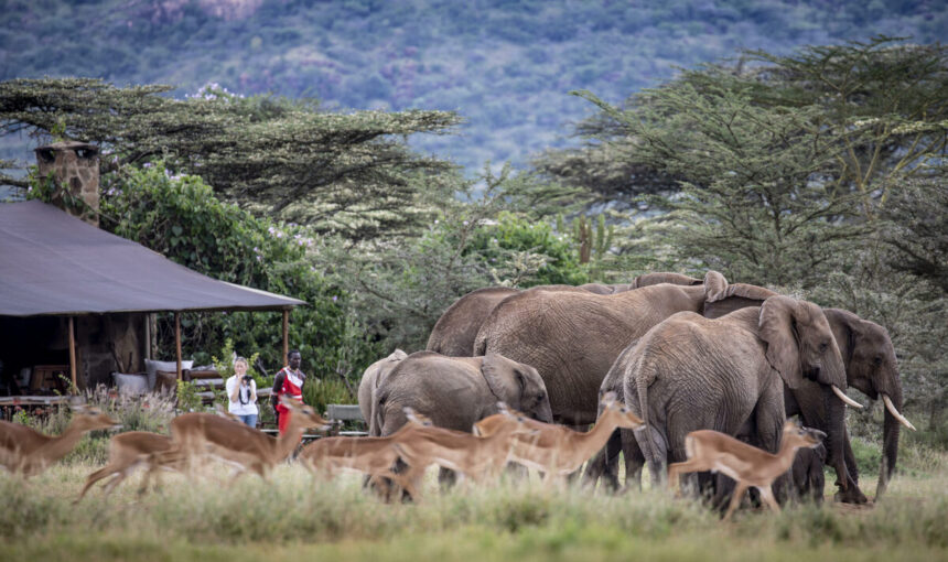 Camps de Safari Éco-Responsables au Kenya : 5 Retraites Durables pour une Aventure Inoubliable