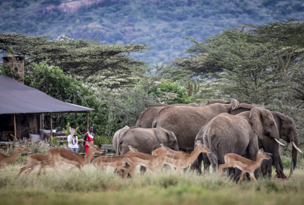 Camps de Safari Éco-Responsables au Kenya : 5 Retraites Durables pour une Aventure Inoubliable