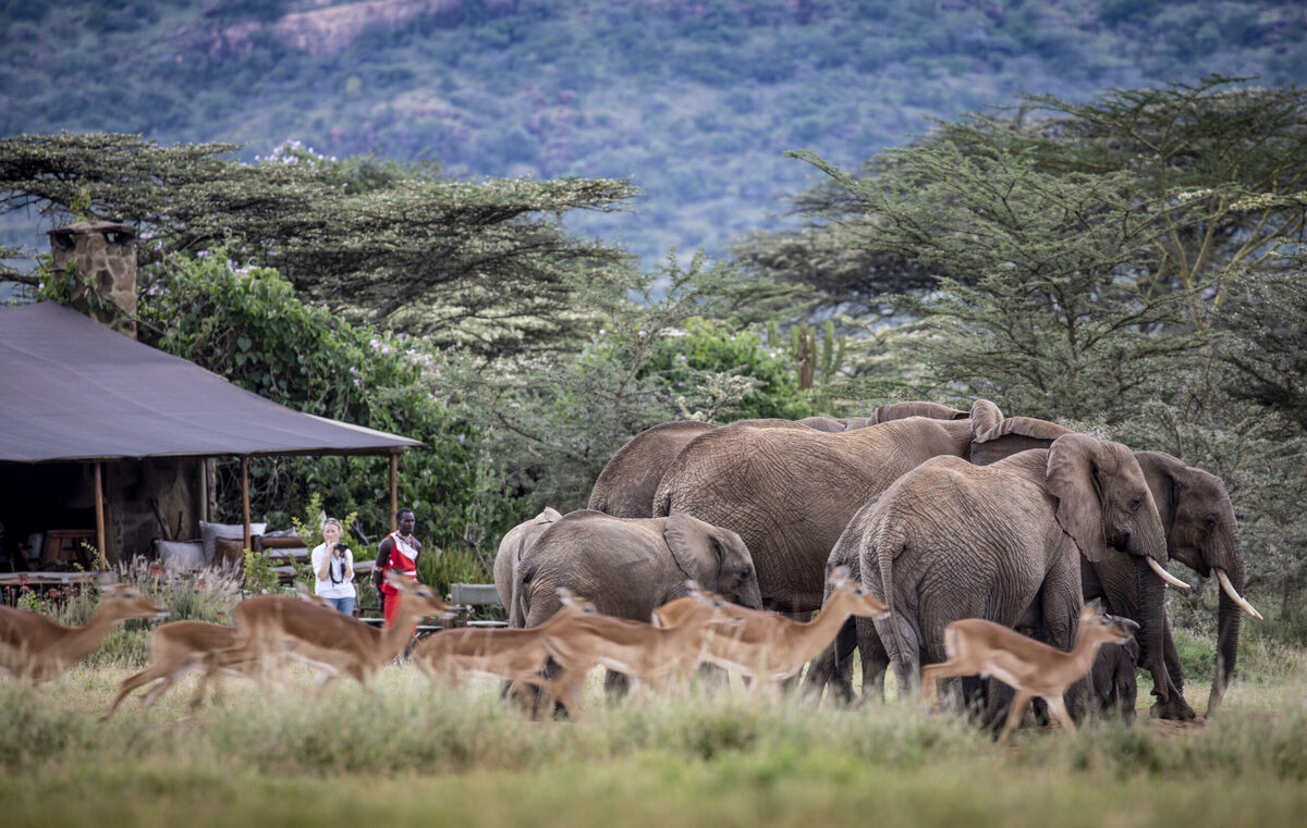 Camps de Safari Éco-Responsables au Kenya : 5 Retraites Durables pour une Aventure Inoubliable