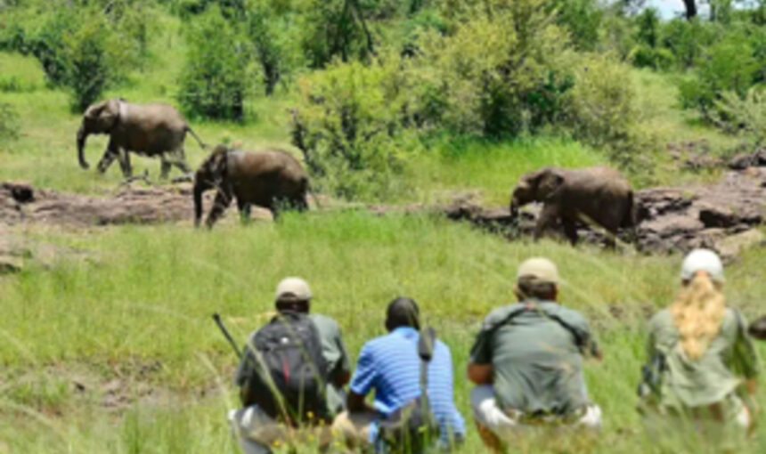 Découvrez les safaris uniquement à pied qui redéfinissent l’expérience de la faune africaine 👣🦓