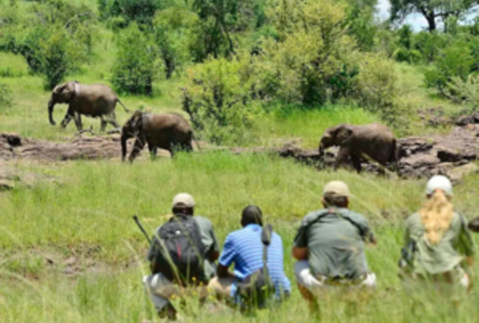Découvrez les safaris uniquement à pied qui redéfinissent l’expérience de la faune africaine 👣🦓