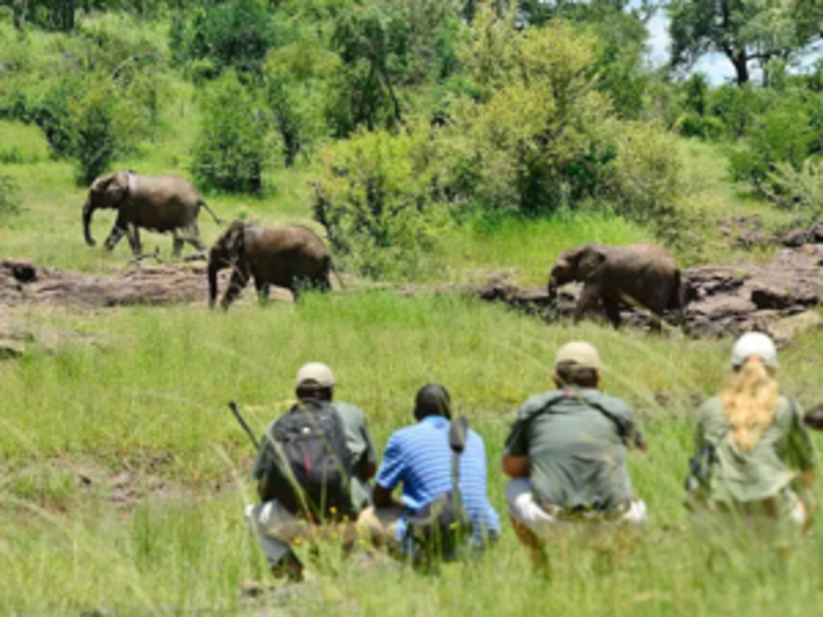 Découvrez les safaris uniquement à pied qui redéfinissent l’expérience de la faune africaine 👣🦓
