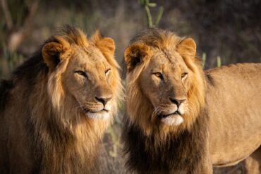 7 Raisons Remarquables Pour Lesquelles un Safari au Kenya en Octobre 2025 Sera Inoubliable 🍂 Safari en octobre 2025 : 6 bonnes raisons de partir avec Tour Afrique Orientale