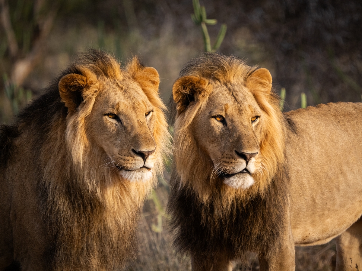 🍂 Safari en octobre 2025 : 6 bonnes raisons de partir avec Tour Afrique Orientale
