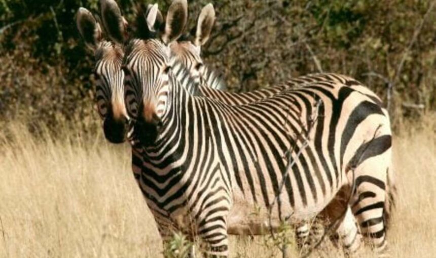 7 Spectaculaires Suggestions de Voyage au Kenya pour l’Été 2026