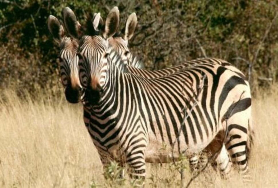 Suggestions de Voyage au Kenya