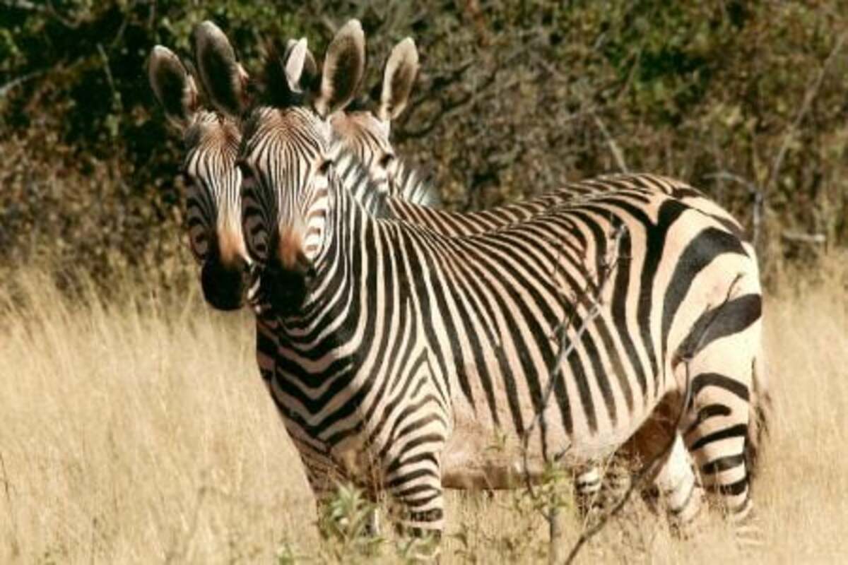 Suggestions de Voyage au Kenya