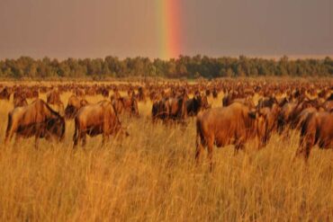 7 Raisons Inoubliables de Faire un Safari au Kenya en Novembre ou Décembre Safari de 10–11 Jours au Kenya et en Tanzanie en Janvier 2026