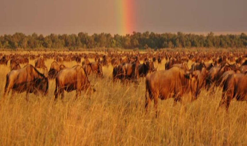 7 Raisons Magiques de Choisir le Serengeti ou le Maasai Mara en Novembre 2026