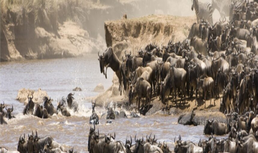 14 Raisons Spectaculaires de Partir en Safari de 14 Jours au Kenya et en Tanzanie en Septembre 2026