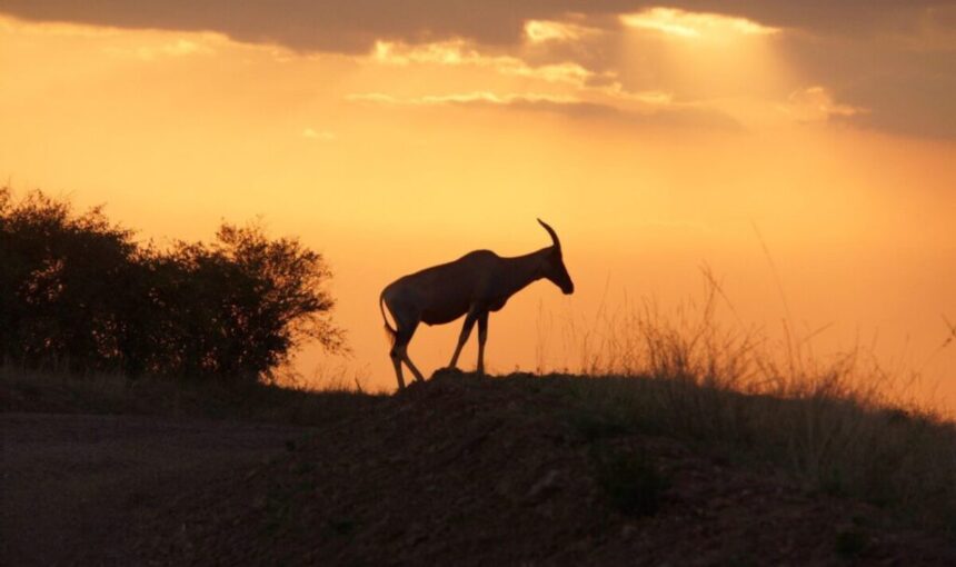 5 Conseils Spectaculaires pour Donner un Pourboire lors d’un Safari au Kenya et en Tanzanie