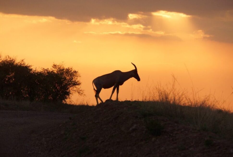 5 Conseils Spectaculaires pour Donner un Pourboire lors d’un Safari au Kenya et en Tanzanie
