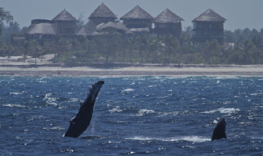 7 expériences spectaculaires d’observation des baleines à Watamu pour un safari marin inoubliable