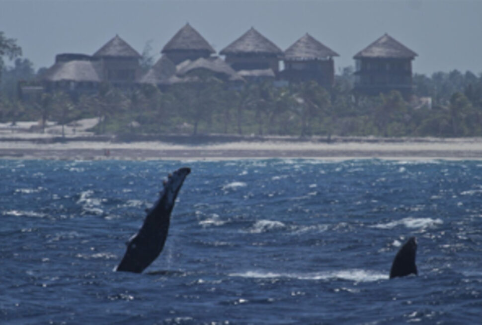 7 expériences spectaculaires d'observation des baleines à Watamu pour un safari marin inoubliable