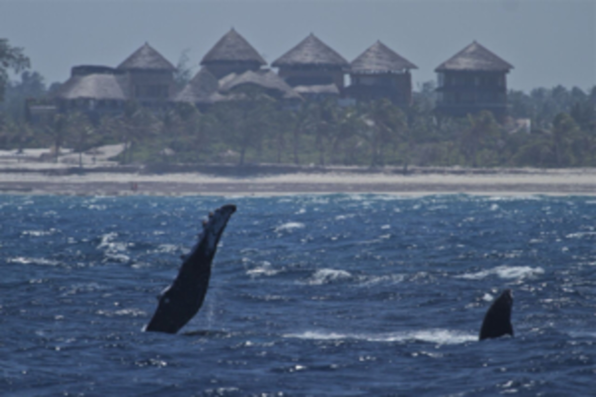 7 expériences spectaculaires d'observation des baleines à Watamu pour un safari marin inoubliable
