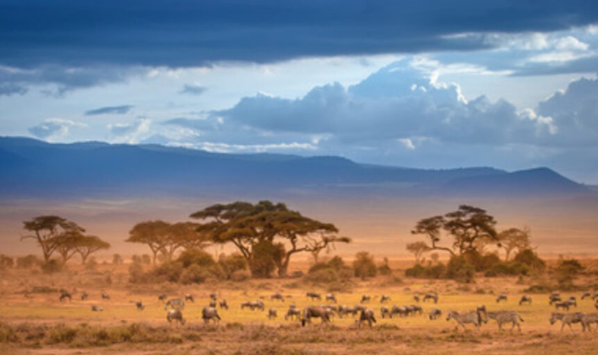 5 Raisons Remarquables de Réserver un Safari de Dernière Minute au Kenya