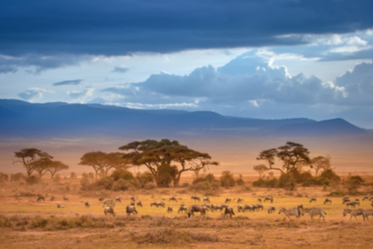 5 Raisons Remarquables de Réserver un Safari de Dernière Minute au Kenya