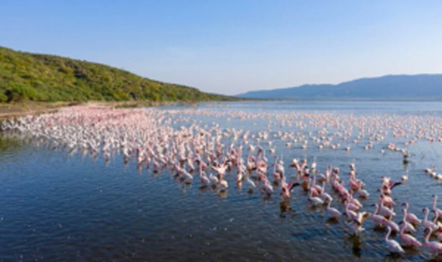 7 Hôtels Spectaculaires au Kenya pour un Séjour Safari Inoubliable