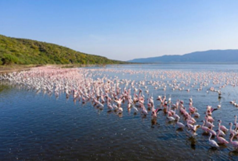 7 Hôtels Spectaculaires au Kenya pour un Séjour Safari Inoubliable