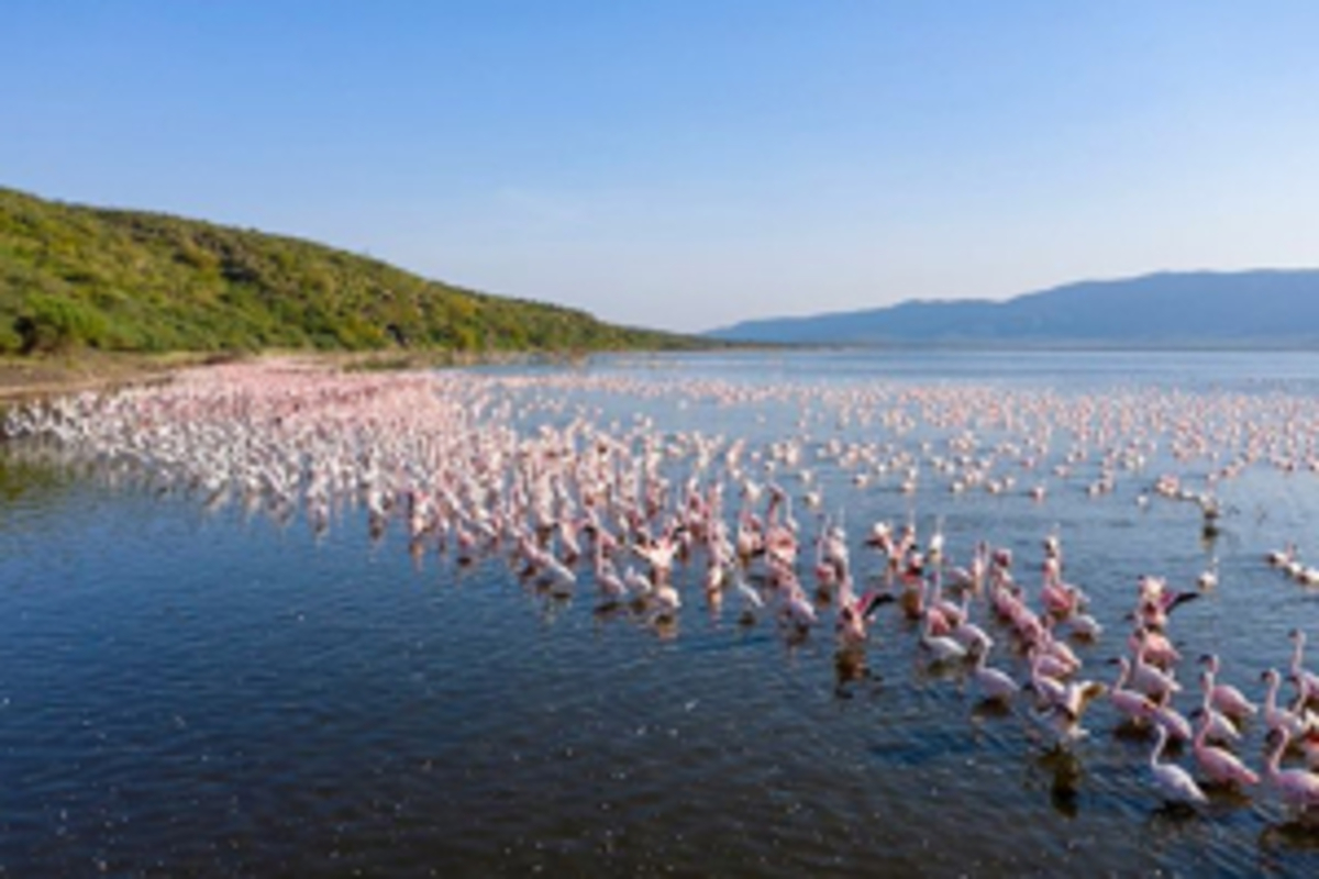 7 Hôtels Spectaculaires au Kenya pour un Séjour Safari Inoubliable