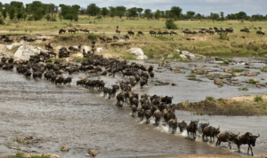 7 Conseils Spectaculaires pour Planifier Votre Safari Kenya et Tanzanie en Février 2026