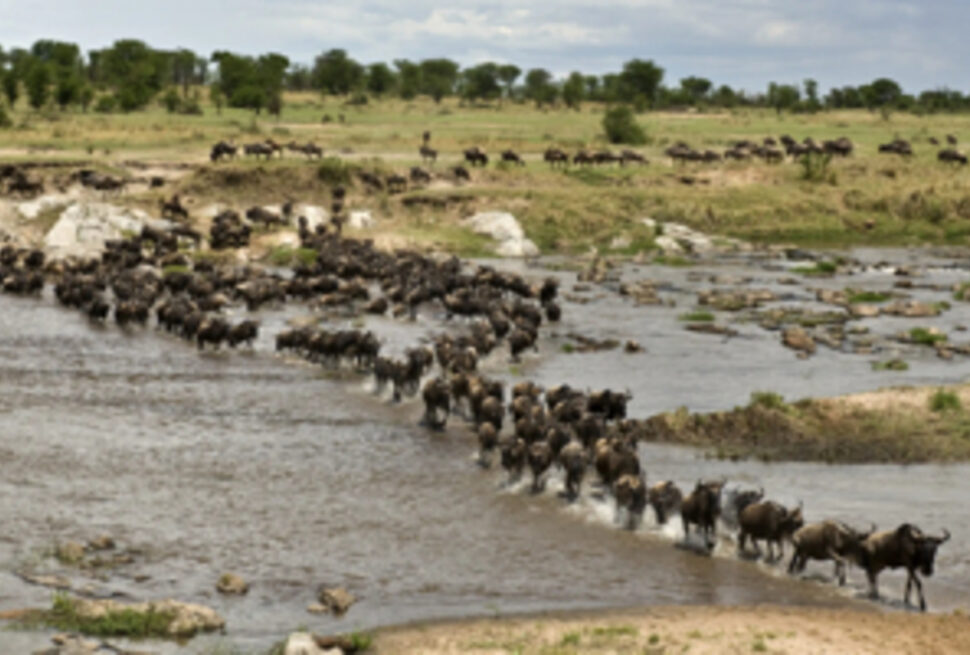 7 Conseils Spectaculaires pour Planifier Votre Safari Kenya et Tanzanie en Février 2026