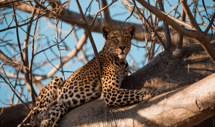 7 Raisons Spectaculaires de Partir en Safari dans le Nord du Kenya