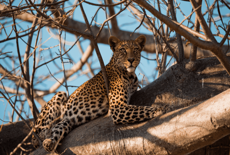 7 Raisons Spectaculaires de Partir en Safari dans le Nord du Kenya