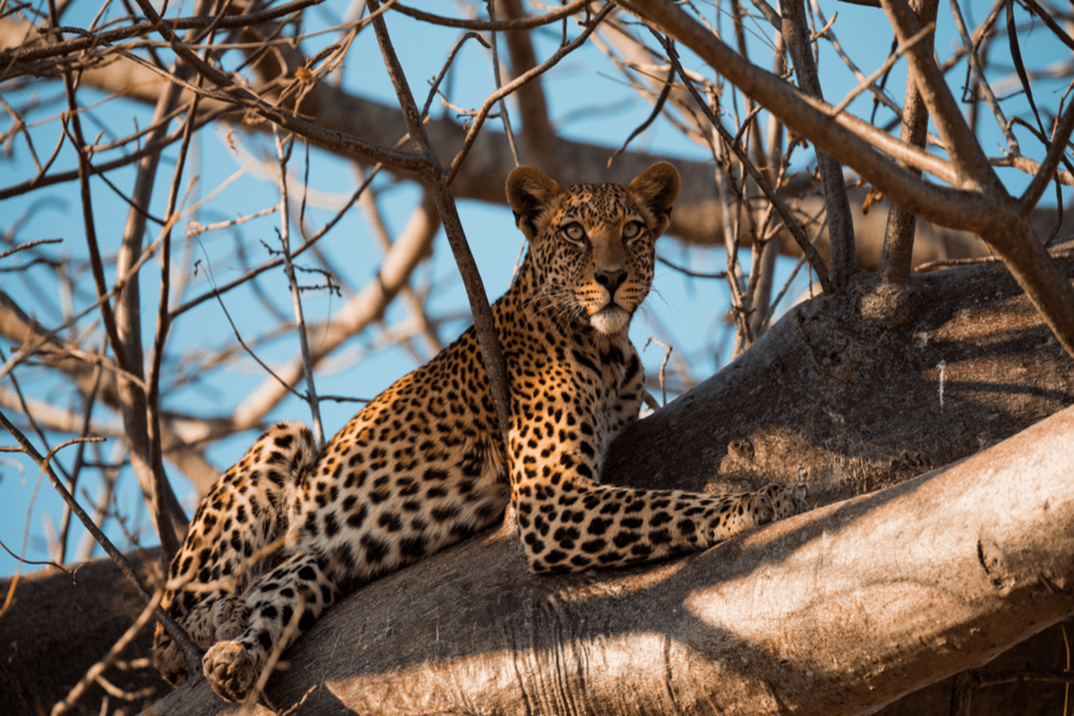 7 Raisons Spectaculaires de Partir en Safari dans le Nord du Kenya