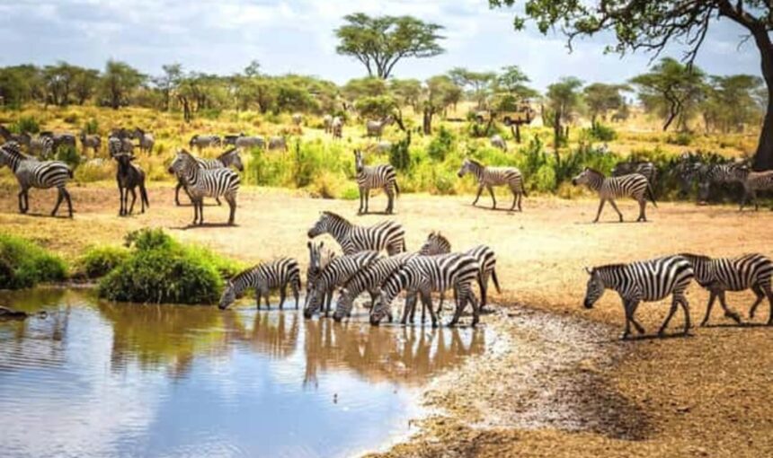 7 Conseils Spectaculaires sur l’Hébergement Safari au Kenya et le Coût des Buffets