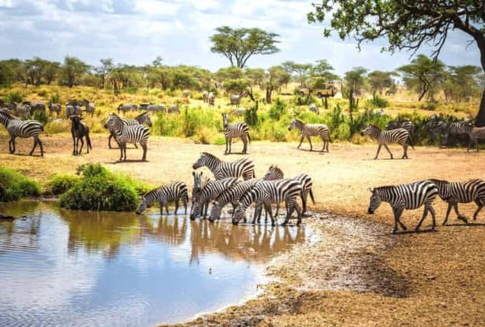 7 Conseils Spectaculaires sur l’Hébergement Safari au Kenya et le Coût des Buffets