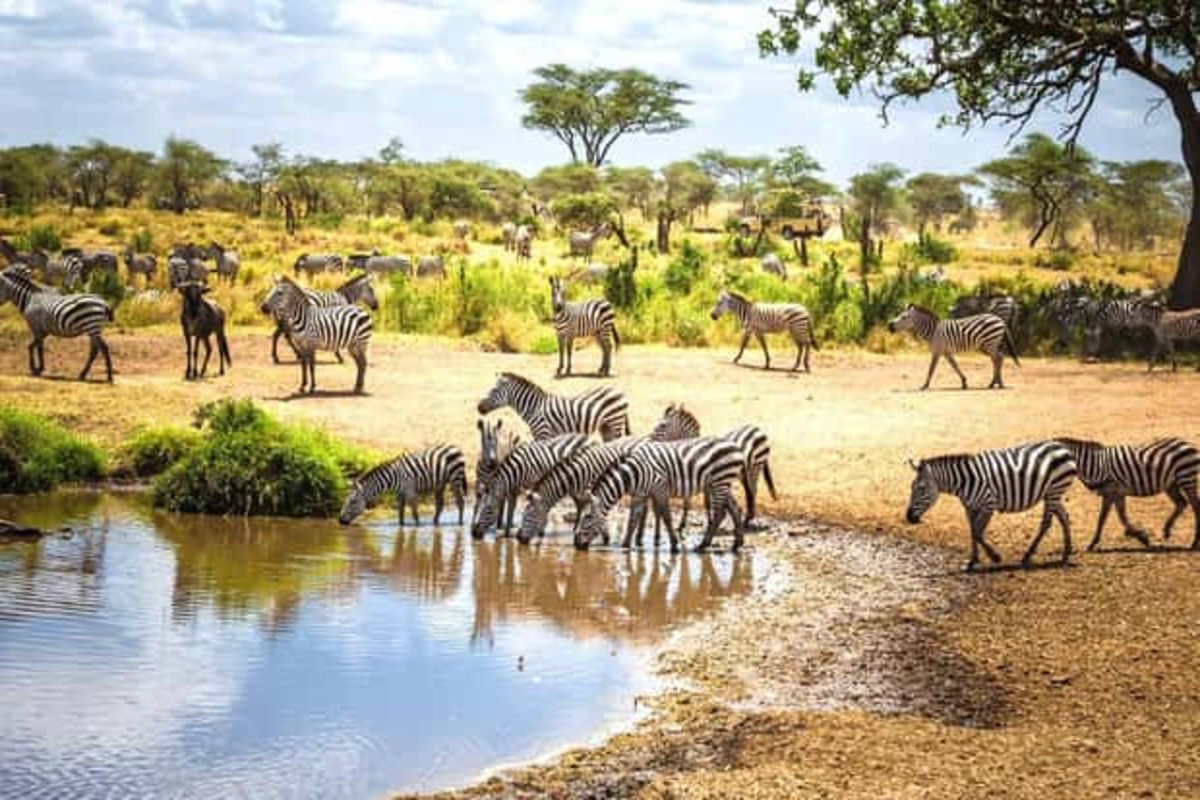 7 Conseils Spectaculaires sur l’Hébergement Safari au Kenya et le Coût des Buffets