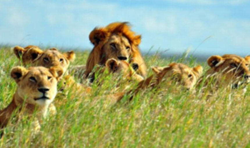 7 Conseils Inoubliables pour Réserver Votre Safari au Kenya