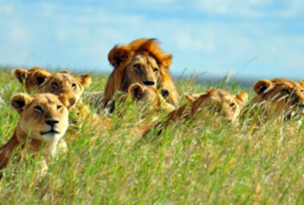 7 Conseils Inoubliables pour Réserver Votre Safari au Kenya