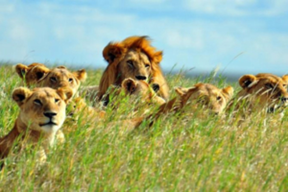 7 Conseils Inoubliables pour Réserver Votre Safari au Kenya
