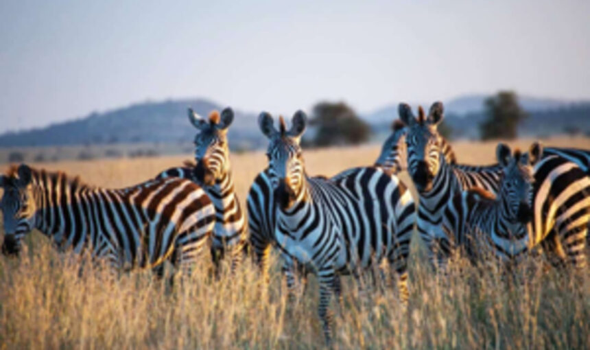 7 Faits Spectaculaires sur le Kenya ETA que Tout Voyageur Doit Connaître